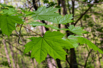 Young spring Green fresh maple leaves in macro. Summer sunny day, background image, spring concept