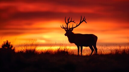 A noble stag with a magnificent antler crown stands silhouetted against the fiery colors of an autumn sunset.4k wallpaper