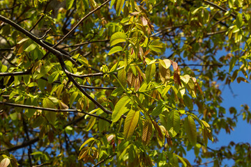 Walnut twig in spring, Walnut tree leaves and catkins close up. Walnut tree blooms, young leaves of the tree in the spring season, nature outdoors