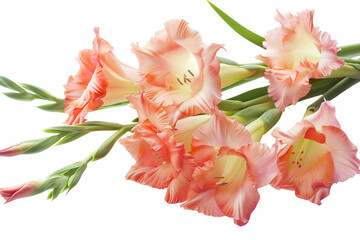 Gladiolus Bouquet On Transparent Background.