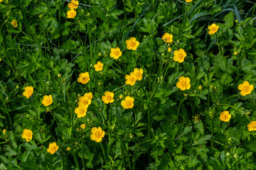 Close-up of Ranunculus repens, the creeping buttercup, is a flowering plant in the buttercup family...