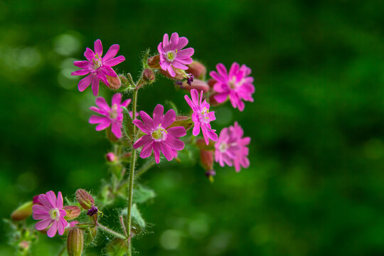 Silene dioica Melandrium rubrum, known as red campion and red catchfly, is a herbaceous flowering plant in the family Caryophyllaceae. Red campion