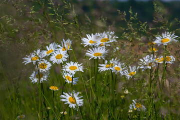 Wild daisy flowers growing on meadow, white chamomiles. Oxeye daisy, Leucanthemum vulgare, Daisies, Dox-eye, Common daisy, Dog daisy, Gardening concept