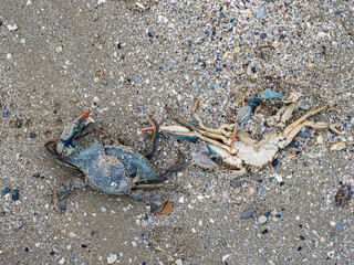 Granchio blu morto sulla spiaggia di Cesenatico in Italia. Il suo nome scientifico è Callinectes sapidus.