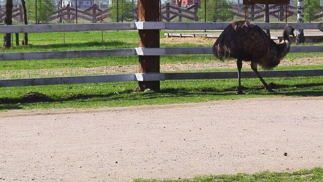 Close up footage of the emu ostrich in the zoo. Animals