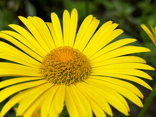 Yellow Daisy Flower Closeup. Leopard's Bane. Doronicum orientale.