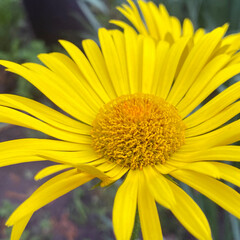 Yellow Daisy Flower Closeup. Leopard's Bane. Doronicum orientale.