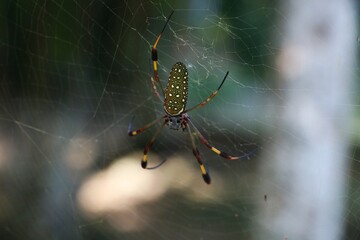 Big spider in a web in the jungle of jamaice