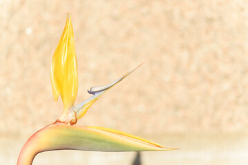 bird of paradise flower blurred background