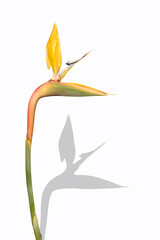 bird of paradise flower blurred background