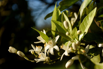 orange blossom flower with blurred background