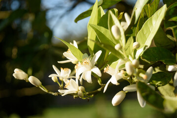 orange blossom flower with blurred background
