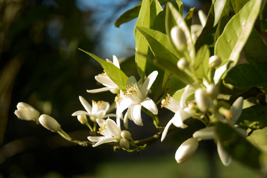 orange blossom flower with blurred background