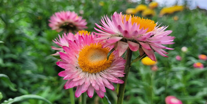 Straw flower or everlasting daisy