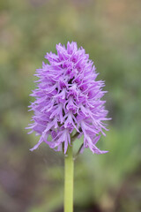 Naked man orchid or the Italian orchid (Orchis italica), is a species of orchid native to the Mediterranean