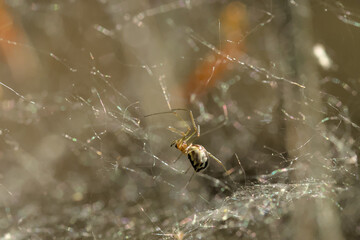 detail of a spider crawling on a web