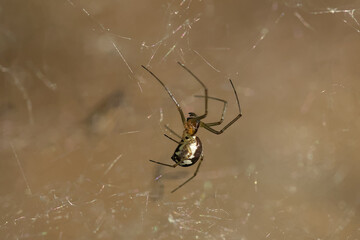 spider on the web photographed from close up