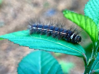 Black caterpillars are eating leaves