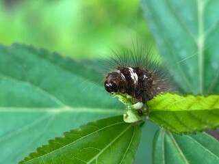 Black caterpillars are eating leaves