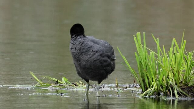 Eurasian coot washing on a magnificent pond