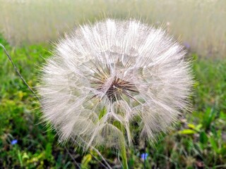 Pusteblume