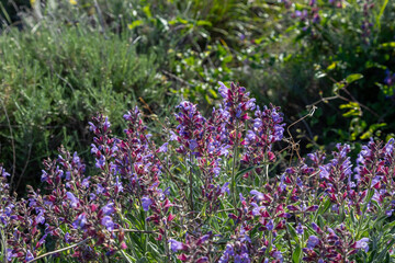 Obraz premium Salvia officinalis, the common sage or sage, is a perennial, evergreen subshrub, with woody stems, grayish leaves, and blue to purplish flowers.