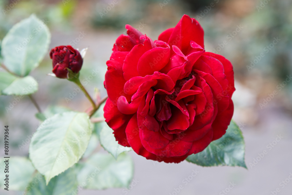 Wall mural bright red rose closeup