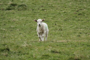 Obraz premium A Newly Born Baby Lamb in a Grass Meadow Field.