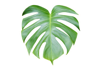 Bright green monstera leaf on  background closeup
