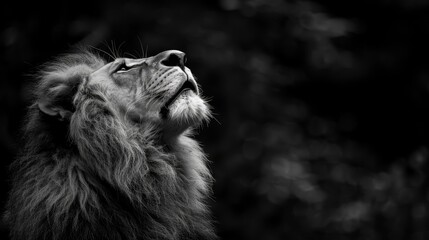 Fototapeta premium A black-and-white image of a lion's face gazing upward, mouth agape, eyes fully open