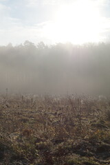 misty morning fields forest