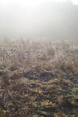 misty morning field