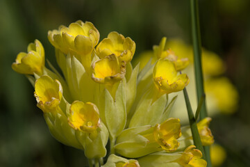 Fototapeta premium several yellow flowers on a blurred background