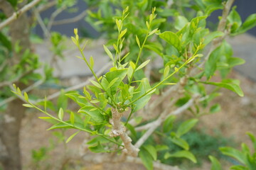 Young shoots melientha suavis Pierre in organic farm