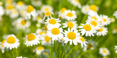Bright daisy field at sunset.Field of daisies. White daisies in the field.Template,background,wallpaper with daisy field