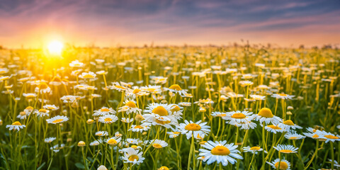 Bright daisy field at sunset.Field of daisies. White daisies in the field.Template,background,wallpaper with daisy field