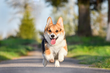 Pembroke Welsh Corgi dog runs forward through the spring park