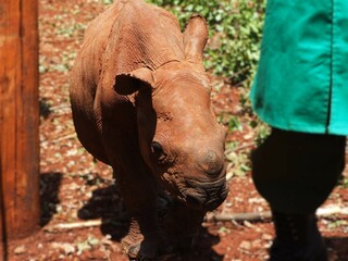 cute rhino 