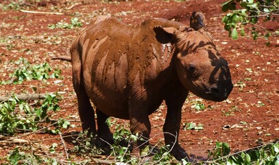 baby rhino under branch 