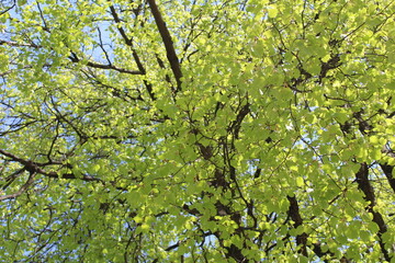 a spring tree with green leaves and a blue sky, close-up of a photo