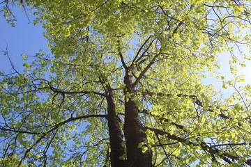 a spring tree with green leaves and a blue sky, close-up of a photo