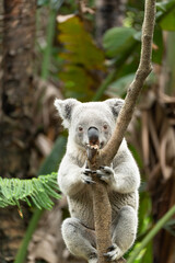 a koala resting on the tree