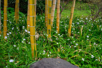 Bamboo trunks rising from a bed of iris flowers