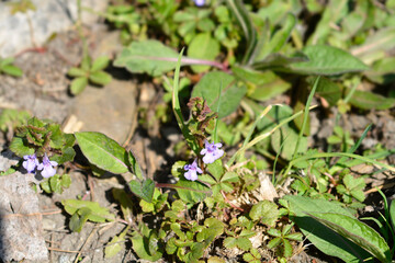 Ground-ivy flowers
