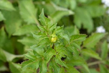 Dahlia Blackberry Ripple flower bud