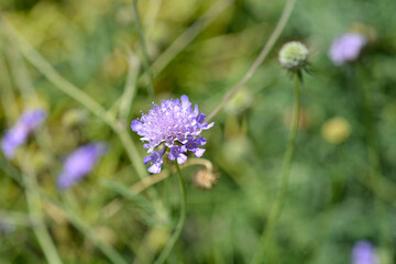 Japanese pincushion flower