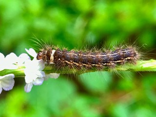 Caterpillars are eating white flowers