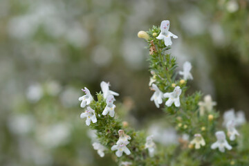 Mountain savory flowers