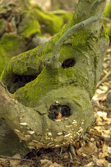 an old tree with holes overgrown with moss