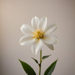 white daisy flower